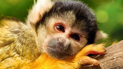Black-headed squirrel monkey. Alamy