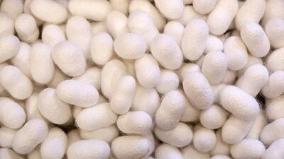 Silkworm cocoons stored in a box at the CRA agricultural research unit in Padua. Alessandro Bianchi / Reuters