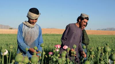Farmers work at a poppy plantation in a field in Kandahar on April 3, 2022. - The Taliban's supreme leader on April 3 ordered a ban on poppy cultivation in Afghanistan, warning that the hardline Islamist government would crack down on farmers planting the crop. (Photo by Javed TANVEER / AFP)