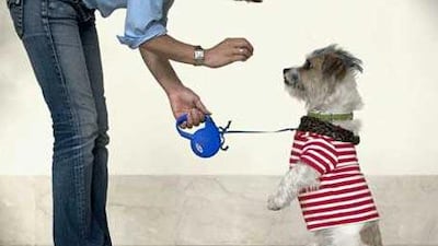 Johanna Grijalaba;'s Jack Russell/shih-tzu mix, Monchichi, will be dressing up as a punk rocker for the pet show.