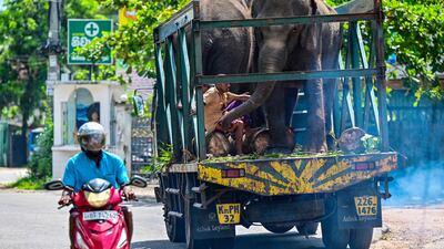 Sri Lankan elephants are transported on a truck in Biyagama. AFP
