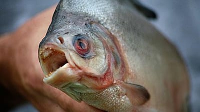 Tough on piranhas, tough on the causes of piranhas: China wants the flesh-shearing fish out of its rivers.