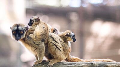 Five-week-old yellow-bearded lemur twins cling onto their mother in their enclosure in Nyiregyhaza Animal Park in Nyiregyhaza, Hungary. EPA