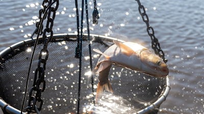 Fish are sorted by size at a pond of a fish breeding company in Tiszavasvari, Hungary. EPA