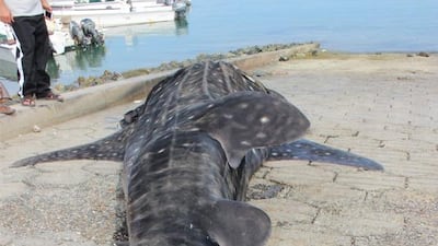A whale shark that was washed up onshore in Dhadna Port, Fujairah, last weekend died after being caught in a fishing net. Courtesy Jeffrey Catanjjal