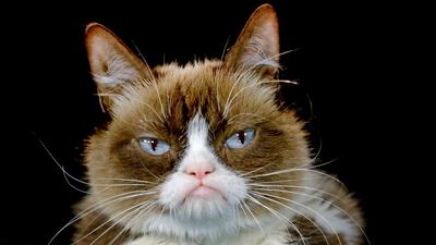 Grumpy Cat poses for a photo in Los Angeles in 2015. AP