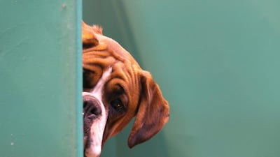 Peek-a-boo: A Boxer dog looks out from its kennel at the NEC. (Matt Cardy / Getty Images / March 6, 2014)