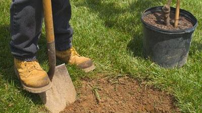Dig a hole that is at least one and a half cubic metres big before planting your tree.
