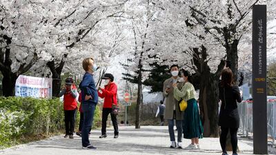 People walk near a cherry blossom street in Seoul, South Korea. Reuters