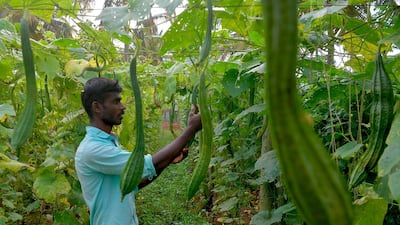 A farmer at a farm on the outskirts of Bangalore - agriculture is a bright spot for an otherwise struggling Indian economy. AFP