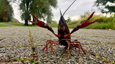 A crayfish crosses a path close to the Kemnader See lake in Bochum, western Germany. AFP