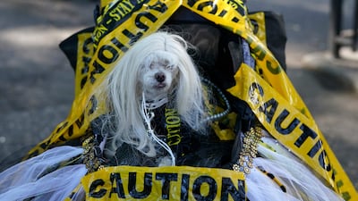 ZZ, a Maltipoo aged 14, channels Kim Kardashian in Balenciaga at Paris Fashion Week 2022. AFP