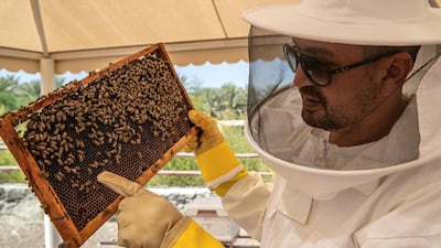Garden manager Mohamed Ouertani points out the types of bees found in a hive