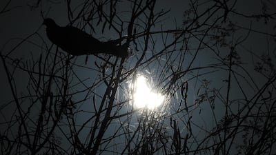 The partial eclipse appears over the UAE at Al Qudra Lakes, Dubai. Chris Whiteoak / The National