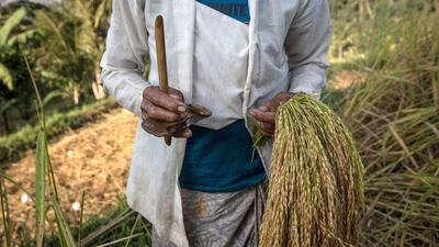 A farmer with a special knife called anggapan, which is used to cut the paddy stalks during harvest season at Jatiluwih in Bali. Agung Parameswara / Getty Images