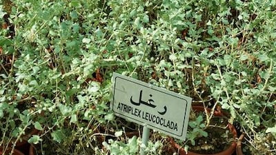 Atriplex leucoclada. Shrub (low). Indigenous to the Middle East. Courtesy of Melanie Hunt