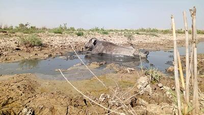 Stagnant pools have become a breeding ground for diseases because of a lack of fresh water and the presence of dead animals. Photo: Rasool Nouri