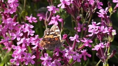 A painted lady butterfly sits on a flower in a field at the village of Mrouj, Lebanon. Reuters