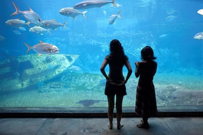 Underwater life at uShaka Marine World. Courtesy SA Tourism