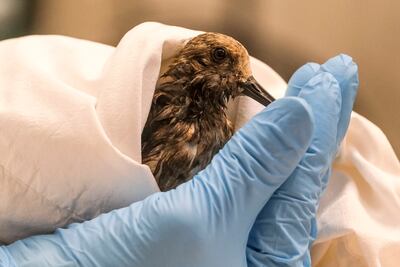 A staff member at the California Department Fish and Wildlife examines a sanderling covered in oil from the spill at Huntington Beach on Monday.