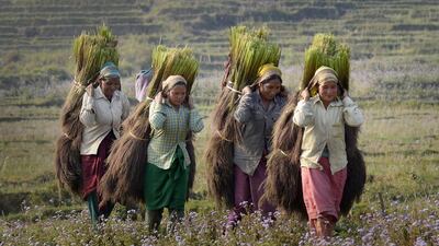 Tiwa tribal women carry grass for drying in the Karbi Anglong district of Assam state, India, on February 28, 2016. The grass, which is made into broomsticks, has emerged as the most widely cultivated crop in the area. The harvesting season starts the first week of February and continues to the end of March. EPA