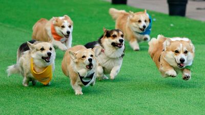 Corgis compete in the Corgi Race Vilnius 2025 gathering in Vingis Park, Vilnius. AFP