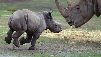 A White Rhino calf runs next to its Mother in an enclosure at Taronga Western Plains Zoo in Dubbo, Australia. Getty Images