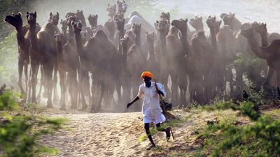 A camel herder walks his camels at Pushkar Fair in the desert Indian state of Rajasthan on October 28, 2014. Thousands of animals, mainly camels, are brought to the fair to be sold and traded. Himanshu Sharma / Reuters