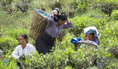 Workers hand-picking tea leaves at the Happy Valley Tea Estate in Darjeeling, West Bengal, India. Taniya Dutta / The National