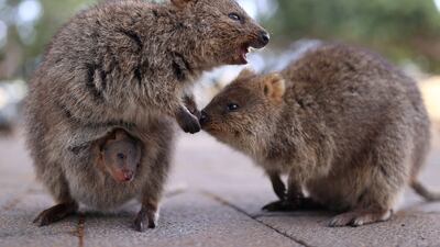 A quokka carries its baby in its pouch on Rottnest Island, Australia. Reuters