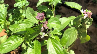 Sweet basil