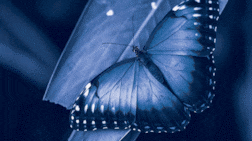 'Farasha': Arabic word for butterfly is a symbol of renewal
