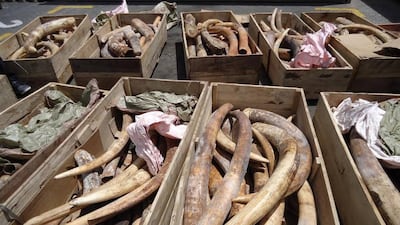 Some of the 259 tusks seized by authorities at Jebel Ali Port in May last year. For a second year, Dubai Police have launched a campaign to remind transit passengers that travelling with ivory is illegal. Courtesy UAE Ministry of Environment and Water