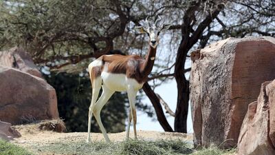 The dama gazelle.