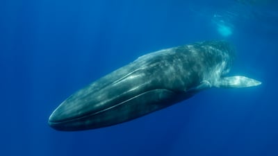 Fin whales are still hunted in Iceland. Getty Images