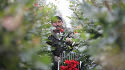 A Colombian flower grower cuts roses. Jose Miguel Gomez / Reuters