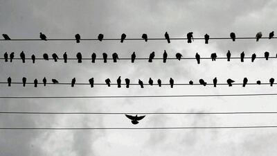 Pigeons on a power line in Colombo. Dinuka Liyanawatte / Reuters