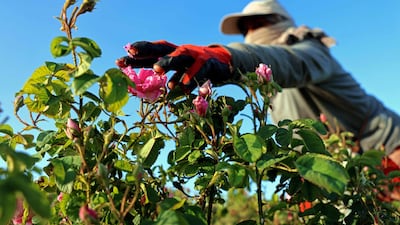 A villager harvests Damascena (Damask) roses that are used for essential oils, sweets and cosmetics, in the village of Qsarnaba on May 11, 2023. The oil derived from the famed Damask rose --- named after the ancient city of Damascus located just across the mountain range separating Lebanon and Syria -- is a staple of perfumers. (Photo by JOSEPH EID / AFP)