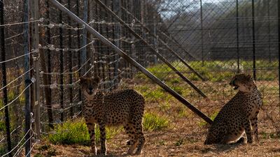 Two cheetahs inside a quarantine section at a reserve near Bella Bella, South Africa.