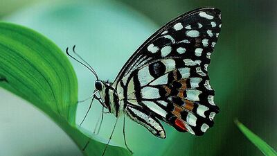 Satish Kumar / The National