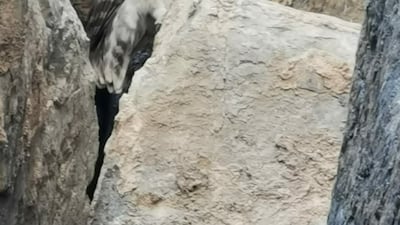 The Omani owl which was spotted in Fujairah and recorded by the emirate's Environment Authority in May