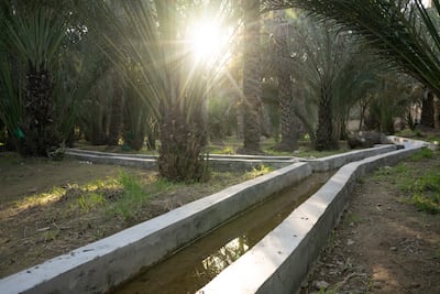 Date palms at Al Ain oasis are surrounded by the falaj irrigation system. Getty Images