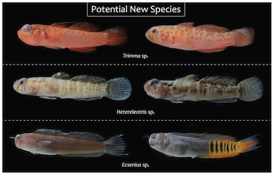 The potential new species found in the UAE's coral reefs. Courtesy Jordan M Casey