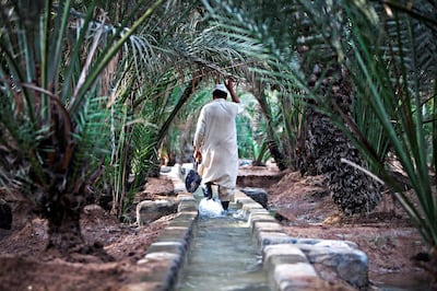 Date palms in Hill Oasis in Al Ain. Jeff Topping / The National