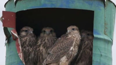 The process of placing 5,000 artificial nests has begun, which will provide nesting sites for up to 500 pairs of Saker Falcons by the year 2015.