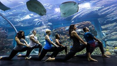 Register to take part in yoga classes in the tunnel of Dubai Aquarium & Underwater Zoo this weekend and next weekend. Dubai Aquarium & Underwater Zoo