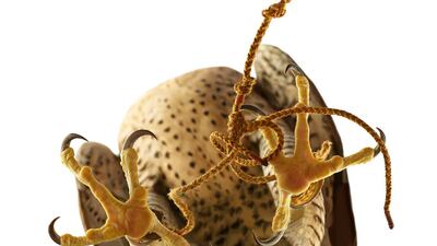 The collection is an in-depth study of the sport of falconry, made possible through the patronage of Abu Dhabi Sports Council and the funding of Columbia Threadneedle Investments.