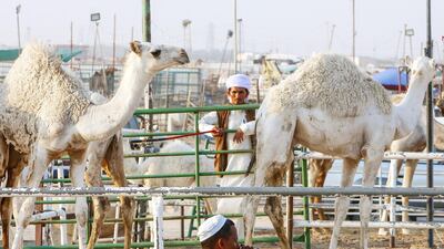 Sheep Kuwait Kuwaiti shepherds prepare their camels ahead of Eid Al Adha - in ...