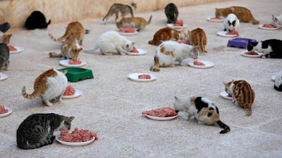 Cats feed on mincemeat at lunchtime. AFP