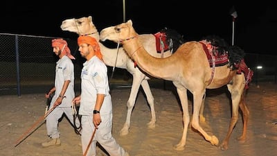 Abu Dhabi Police has launched its very on camel patrol — named Hajana. Courtesy Abu Dhabi Police